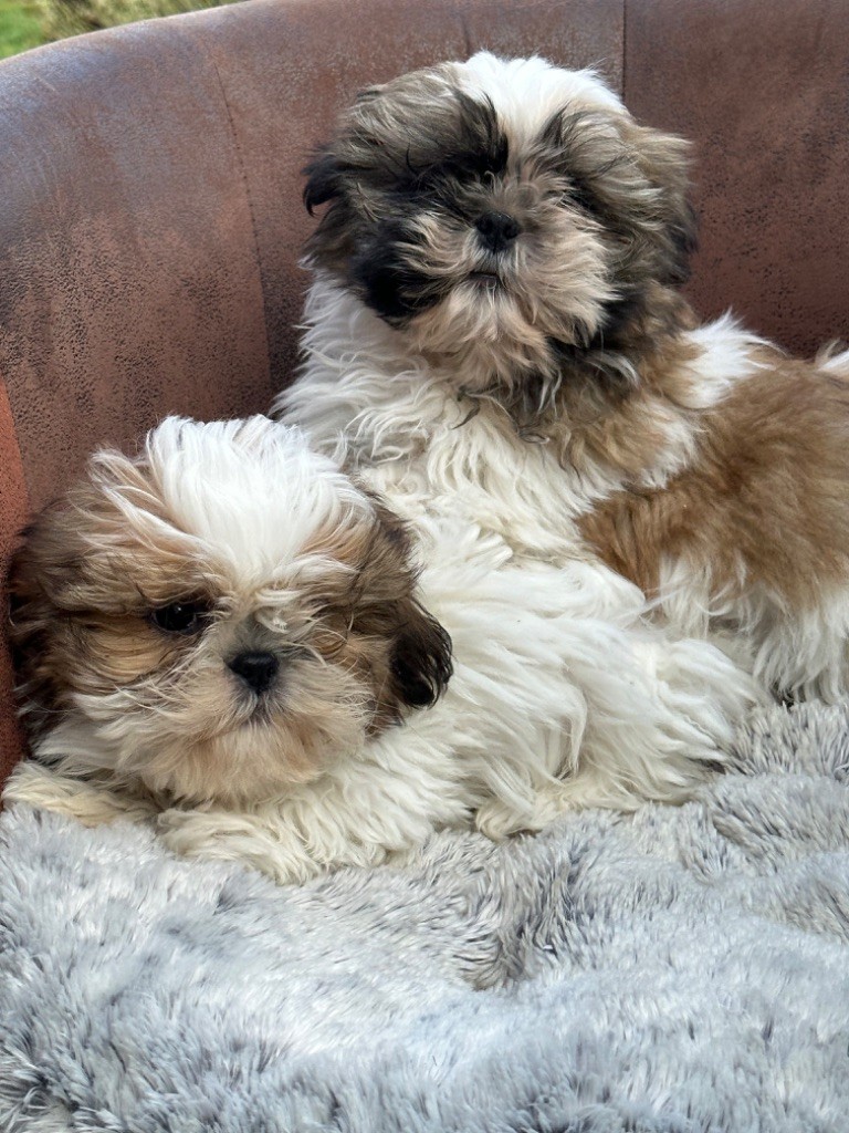 de l'Empereur Sirius - Shih Tzu - Portée née le 18/12/2022