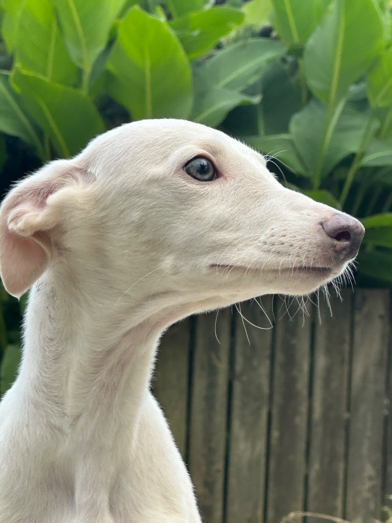 de l'Empereur Sirius - Chiots disponibles - Whippet