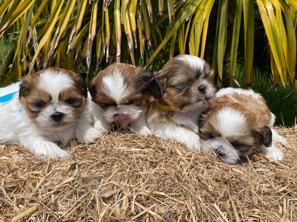 de l'Empereur Sirius - Shih Tzu - Portée née le 12/05/2022