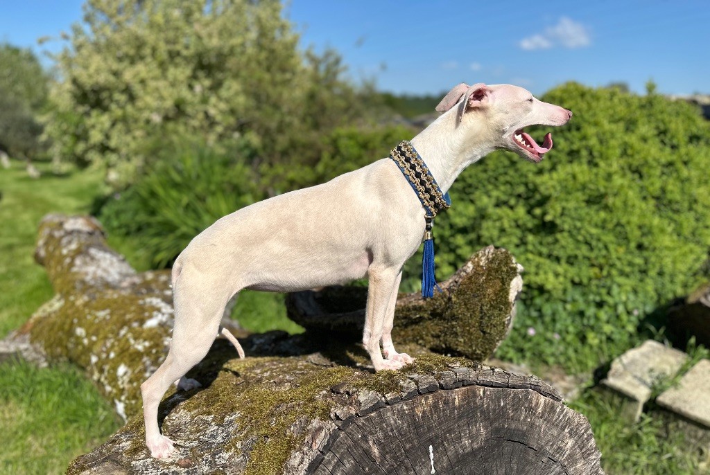 de l'Empereur Sirius - Whippet - Portée née le 09/10/2024