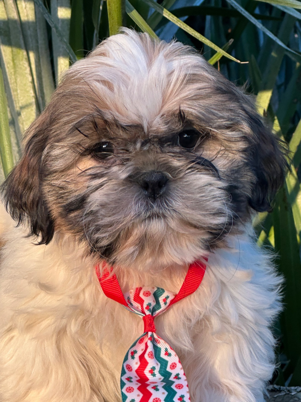 de l'Empereur Sirius - Chiots disponibles - Shih Tzu