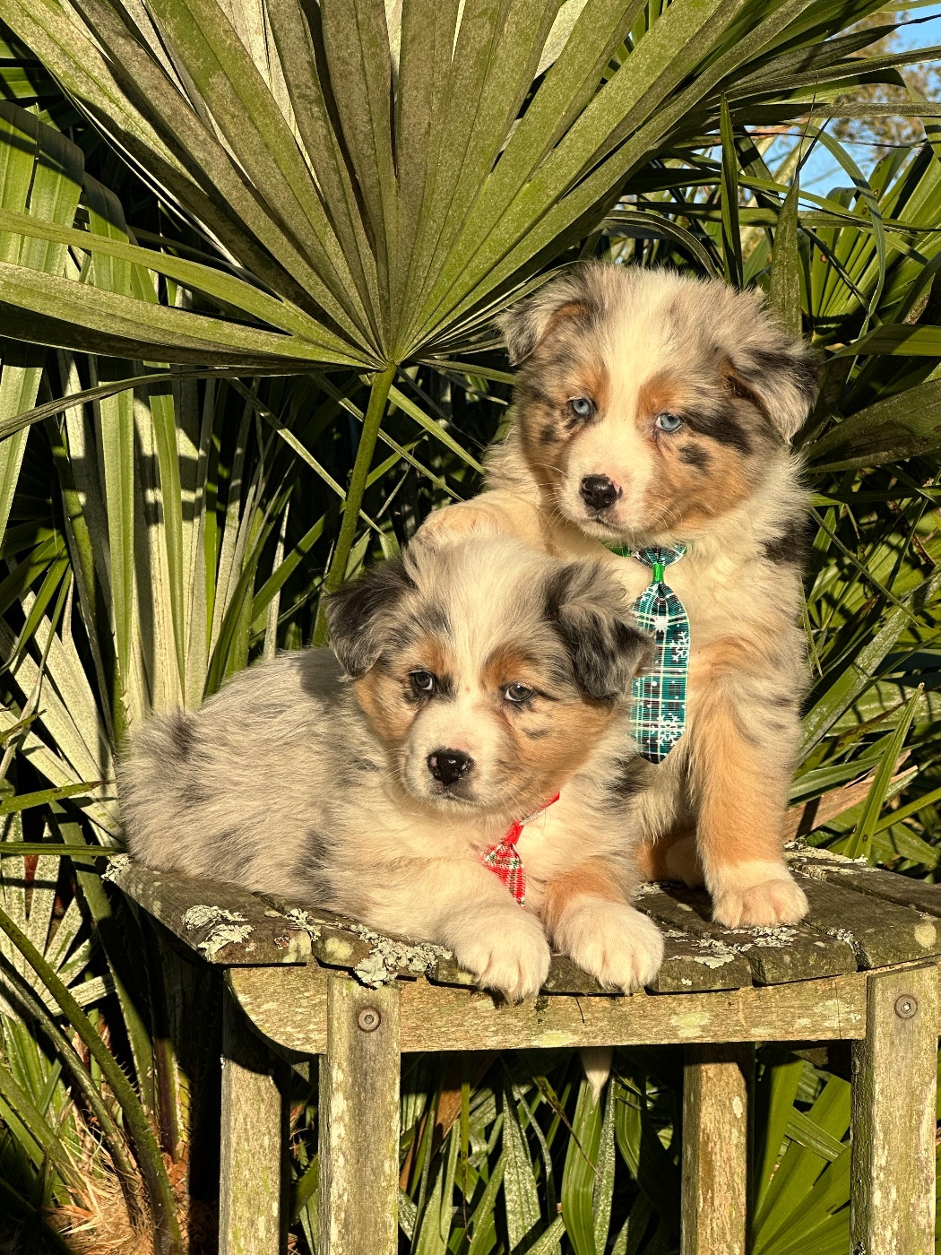 de l'Empereur Sirius - Berger Australien - Portée née le 10/11/2025