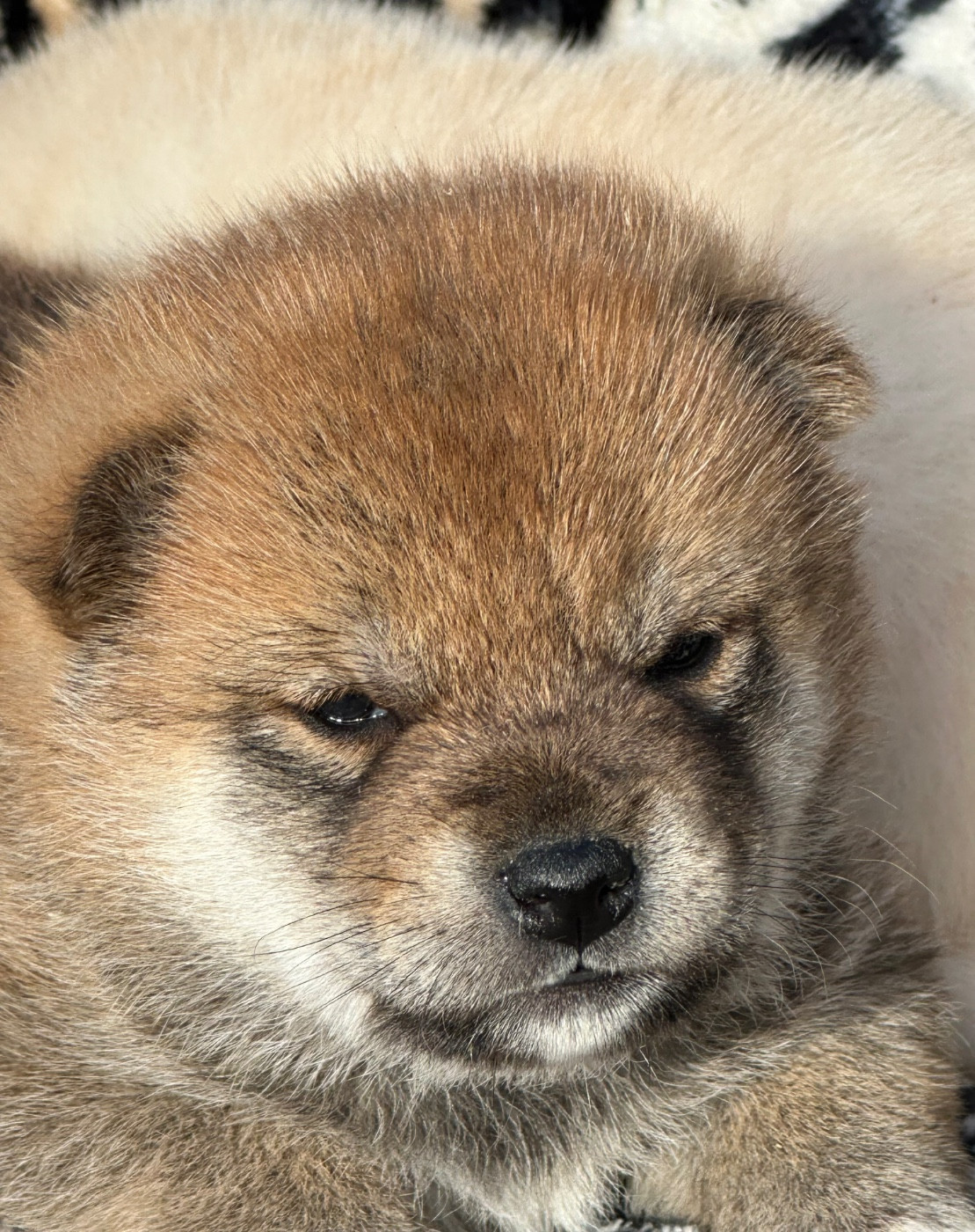 de l'Empereur Sirius - Chiots disponibles - Shiba