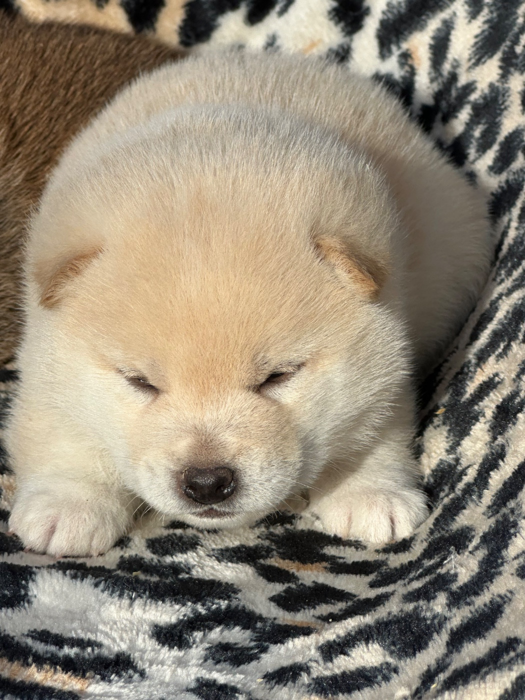 de l'Empereur Sirius - Chiots disponibles - Shiba