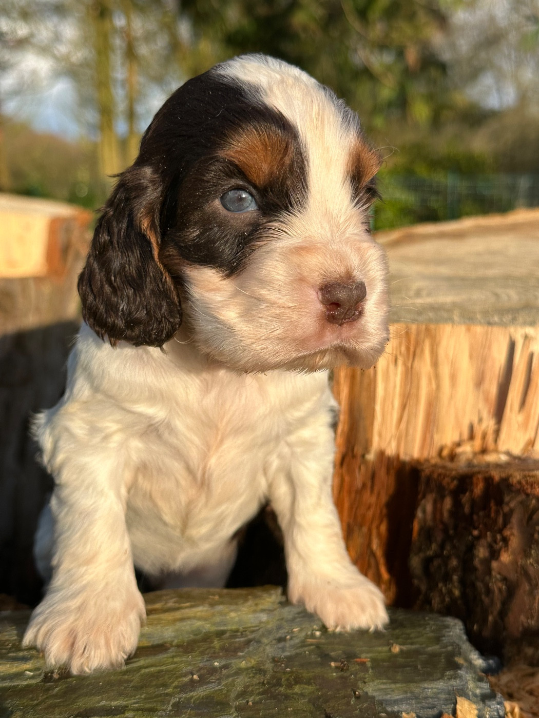 de l'Empereur Sirius - Cocker Spaniel Anglais - Portée née le 10/01/2026