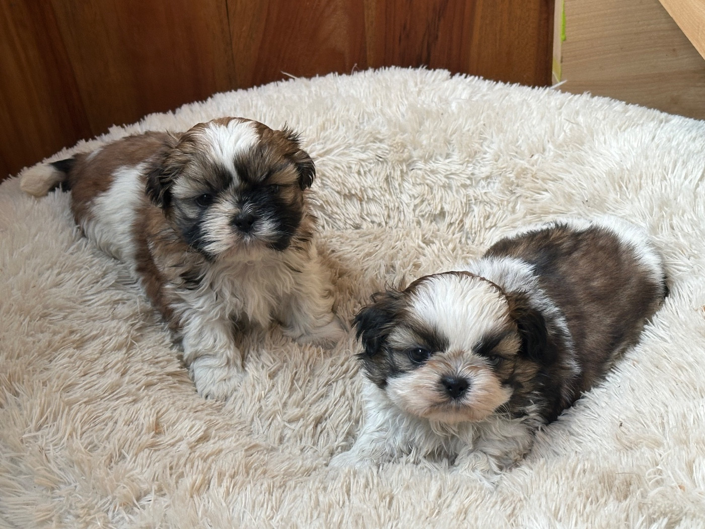 de l'Empereur Sirius - Shih Tzu - Portée née le 29/12/2025