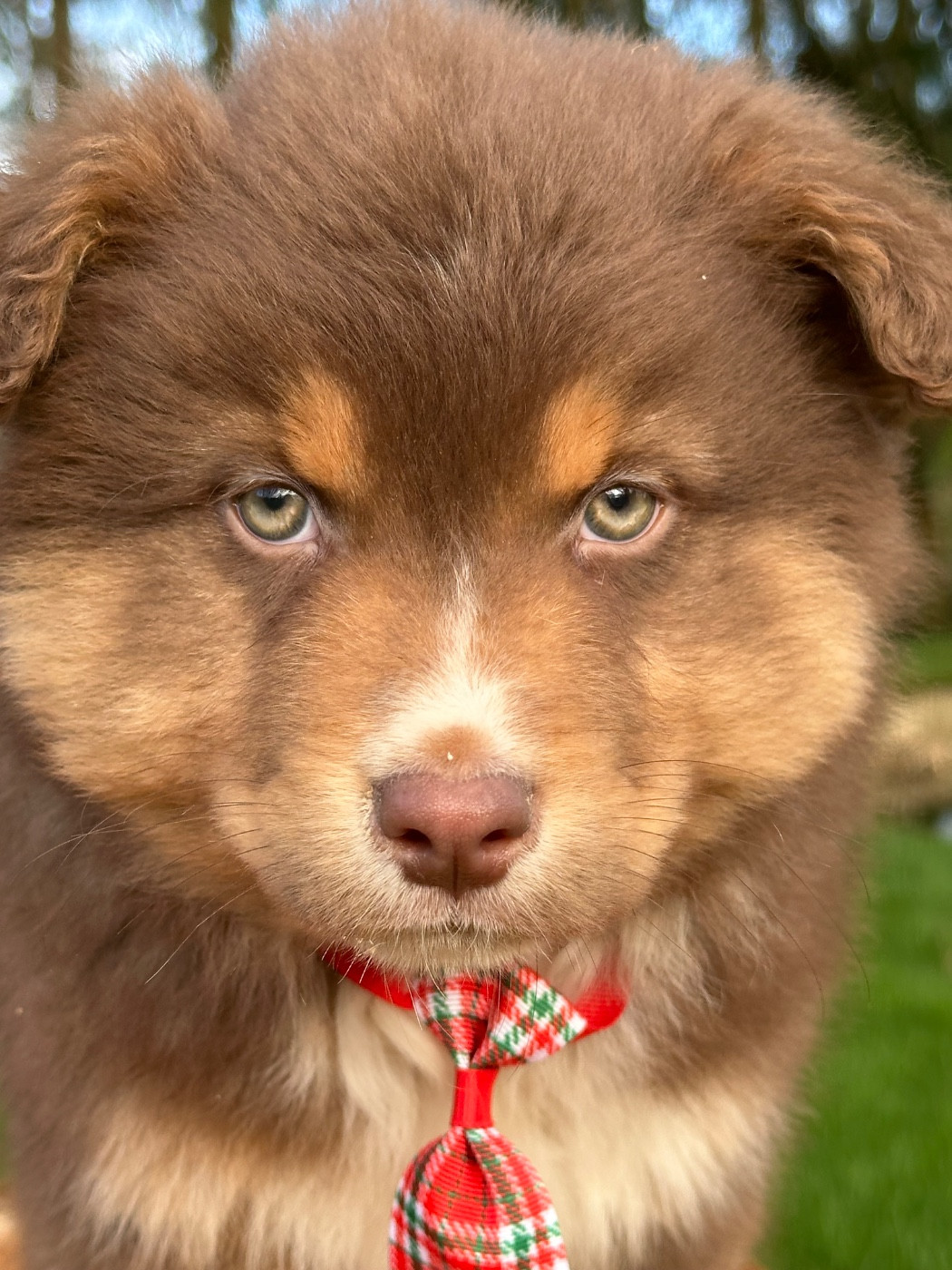 de l'Empereur Sirius - Chiots disponibles - Berger Australien