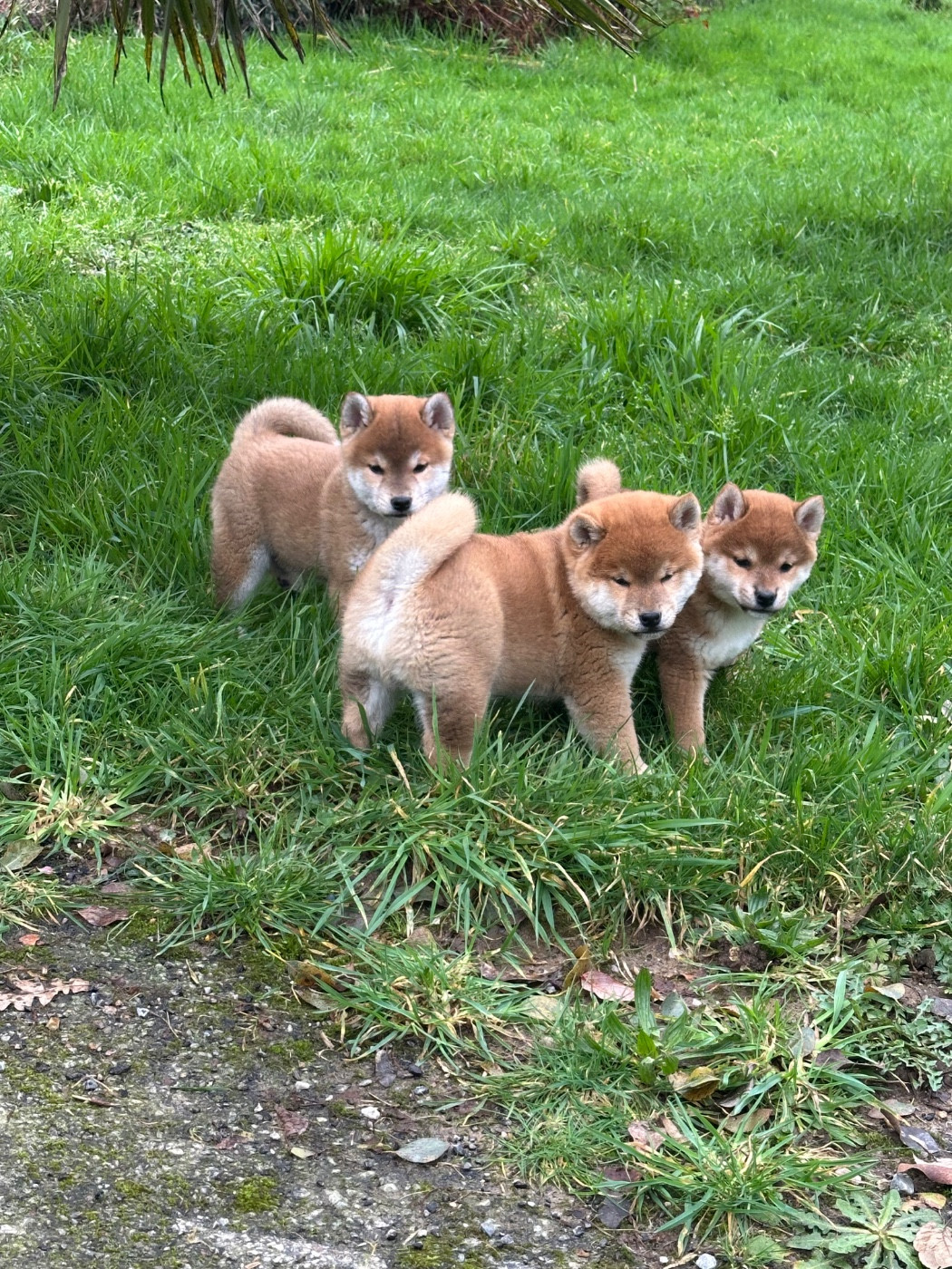 de l'Empereur Sirius - Shiba - Portée née le 01/01/2026