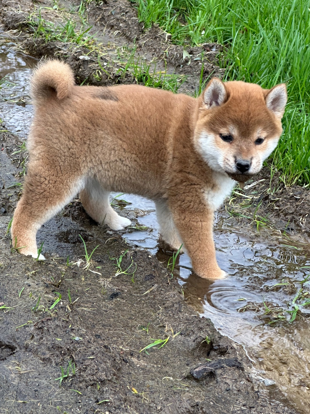 de l'Empereur Sirius - Chiots disponibles - Shiba