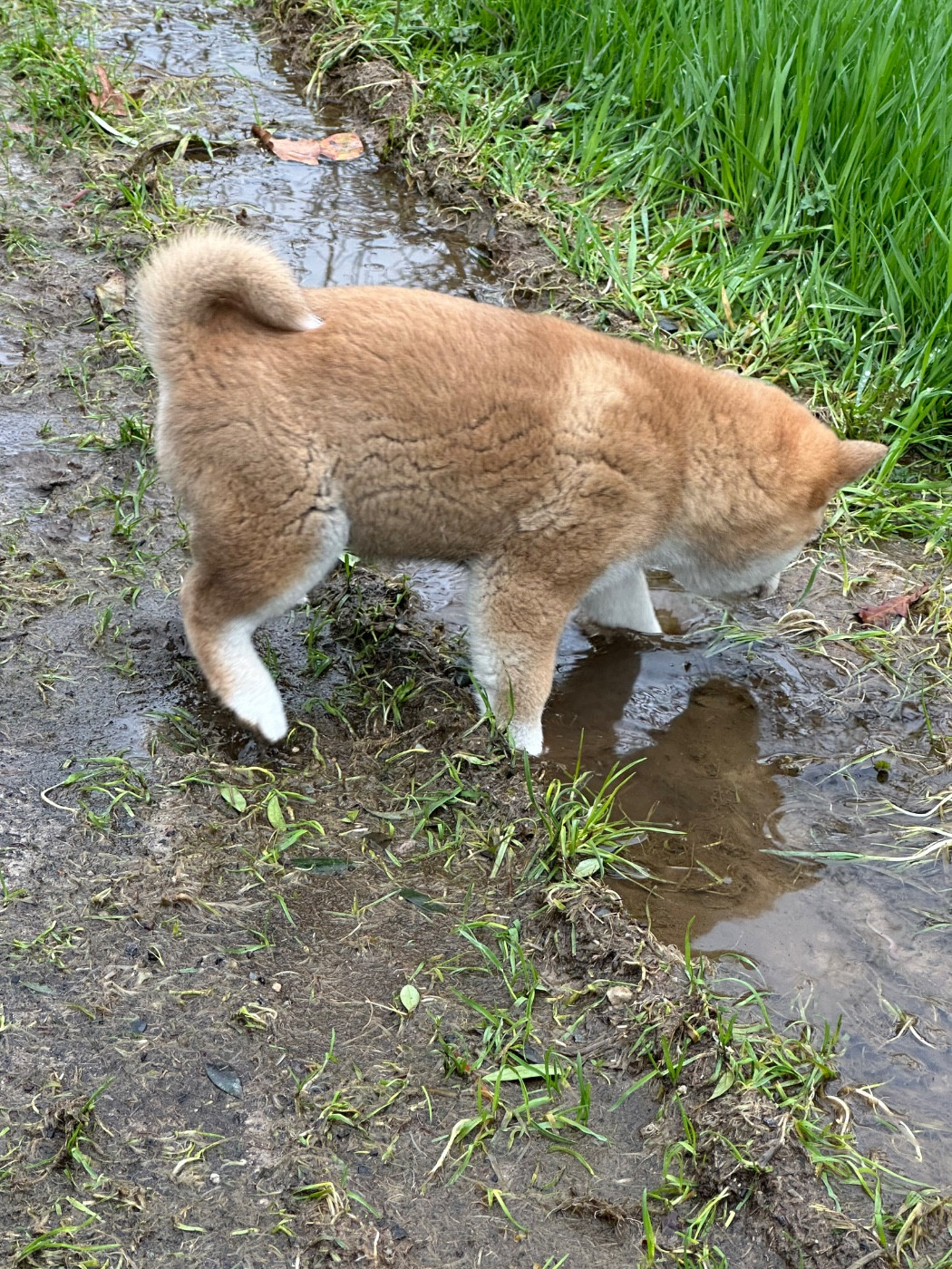 de l'Empereur Sirius - Chiots disponibles - Shiba