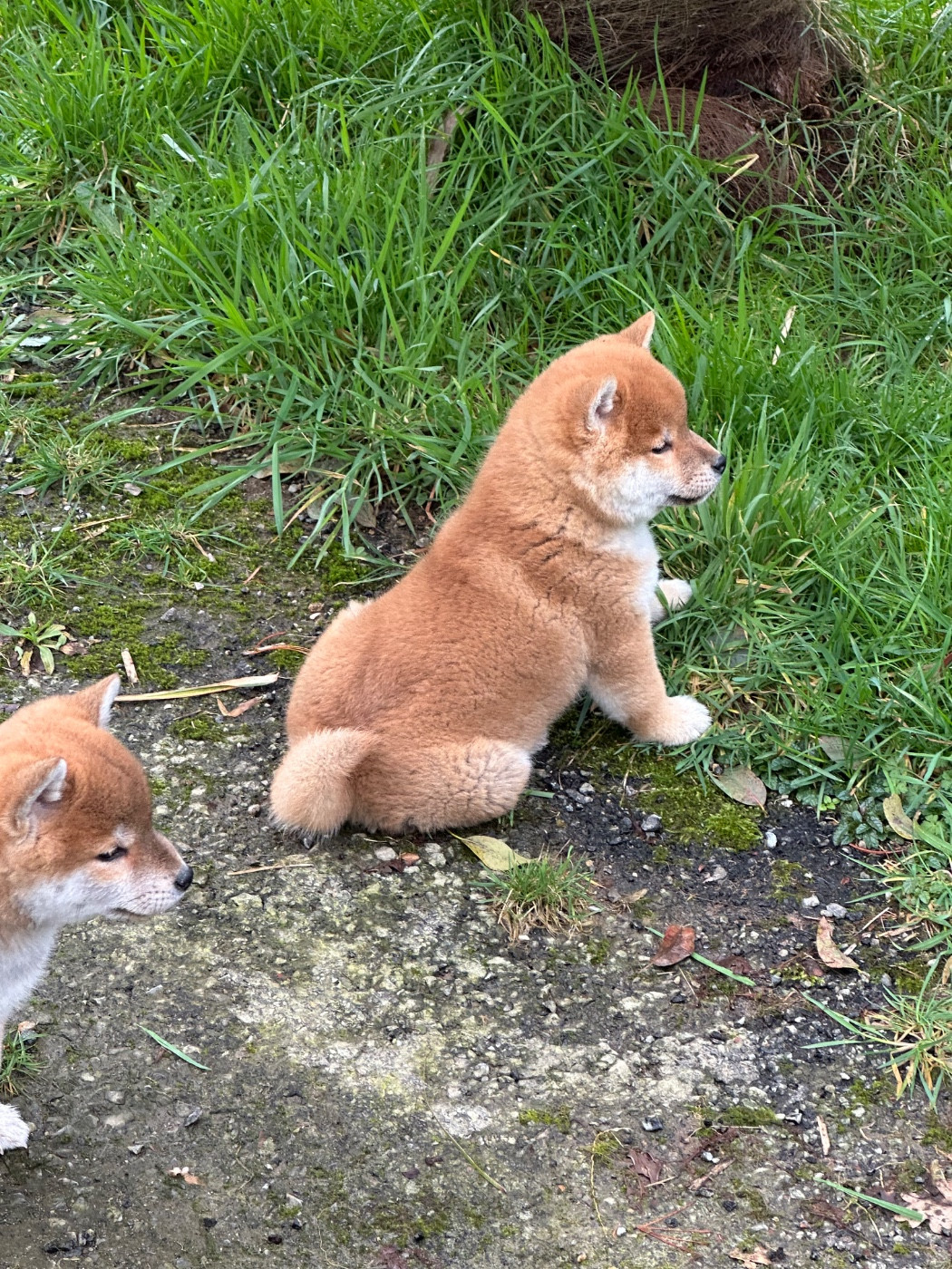 de l'Empereur Sirius - Chiots disponibles - Shiba