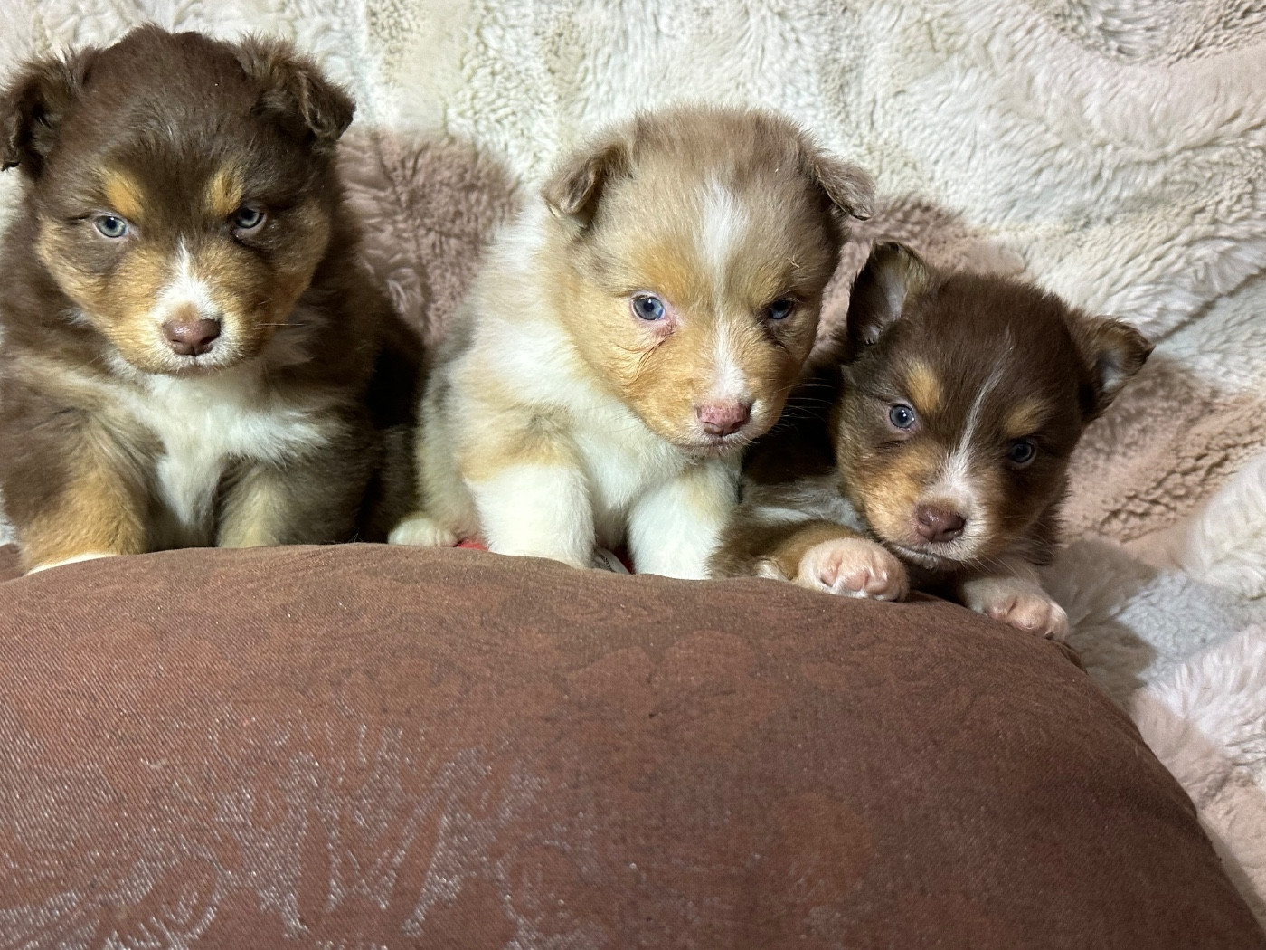 de l'Empereur Sirius - Berger Australien - Portée née le 02/01/2026