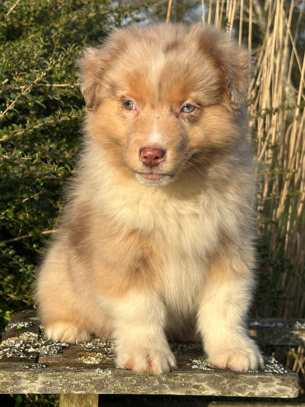 de l'Empereur Sirius - Chiots disponibles - Berger Australien