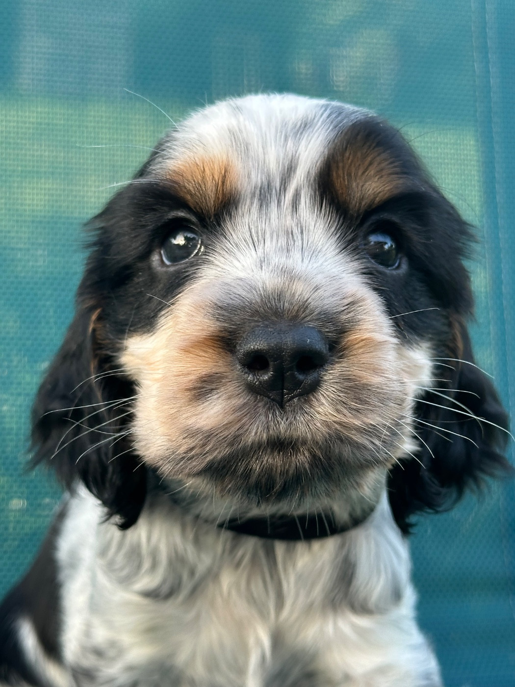 de l'Empereur Sirius - Chiots disponibles - Cocker Spaniel Anglais