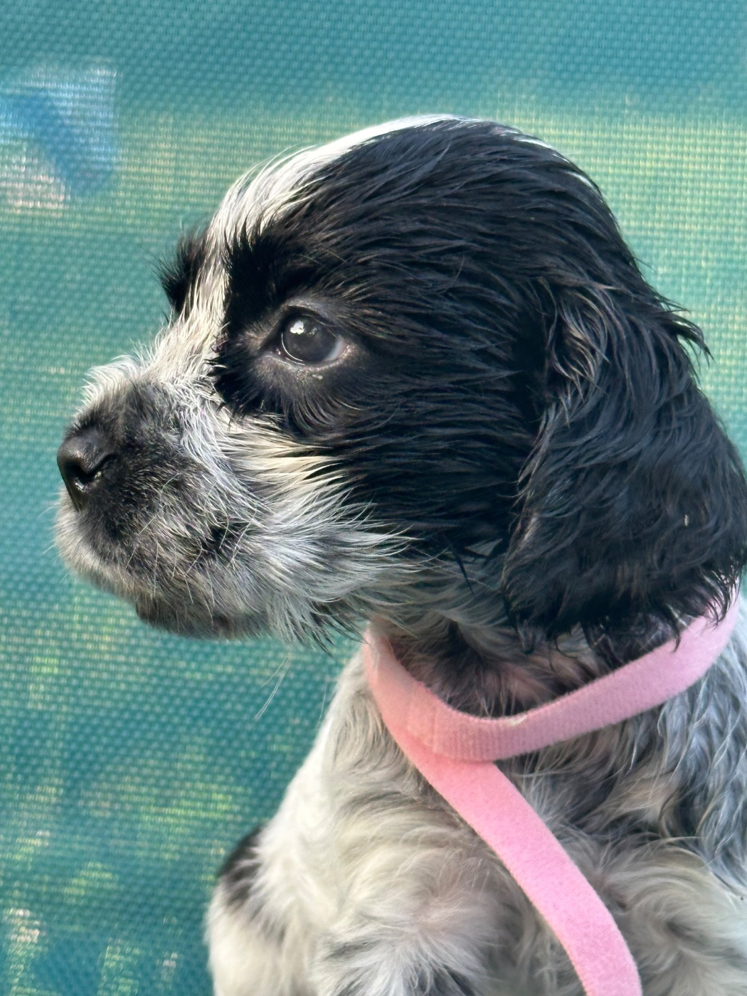 de l'Empereur Sirius - Chiots disponibles - Cocker Spaniel Anglais
