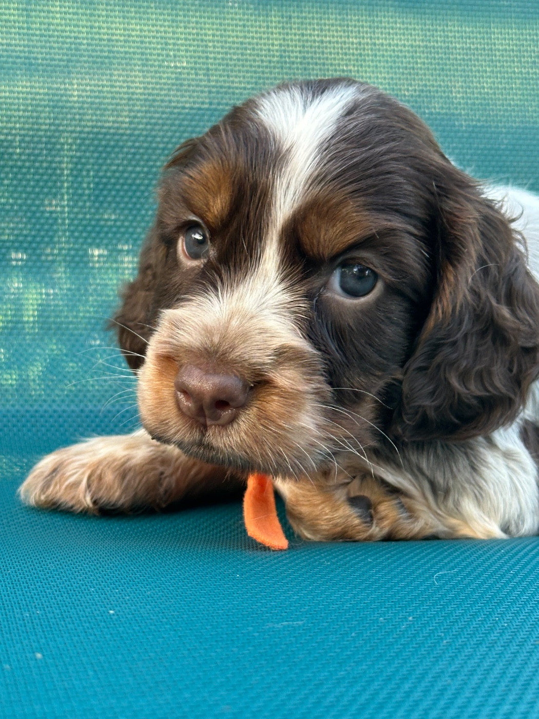de l'Empereur Sirius - Chiots disponibles - Cocker Spaniel Anglais