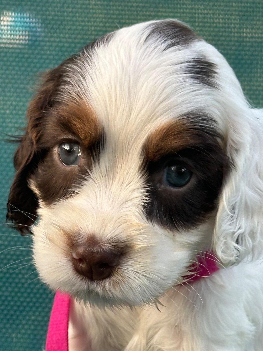 de l'Empereur Sirius - Chiots disponibles - Cocker Spaniel Anglais