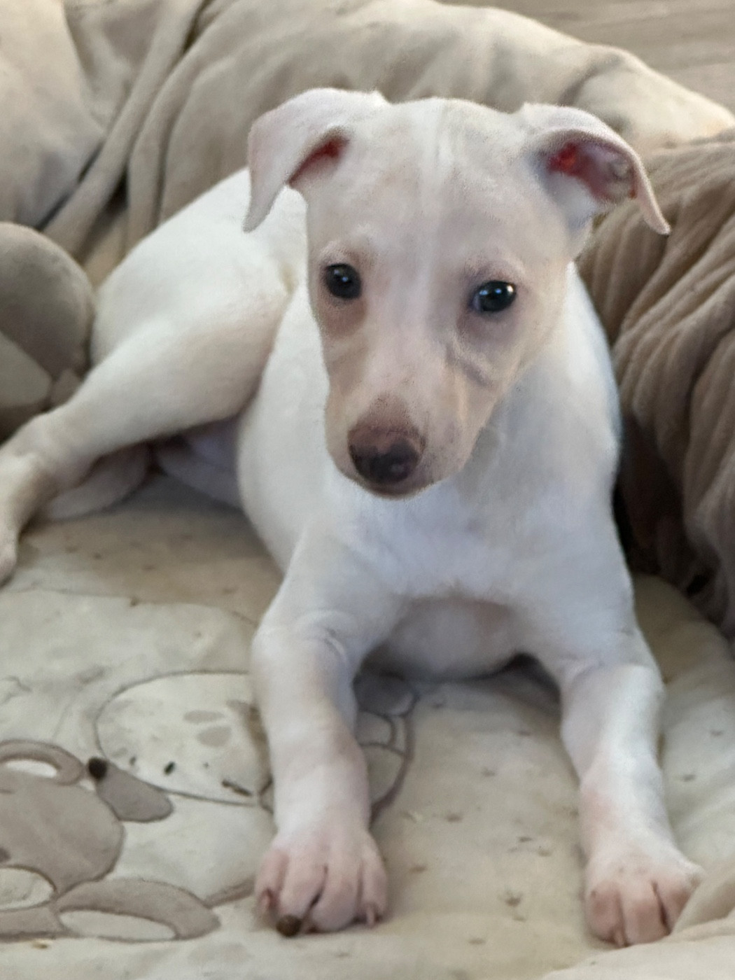de l'Empereur Sirius - Chiots disponibles - Whippet