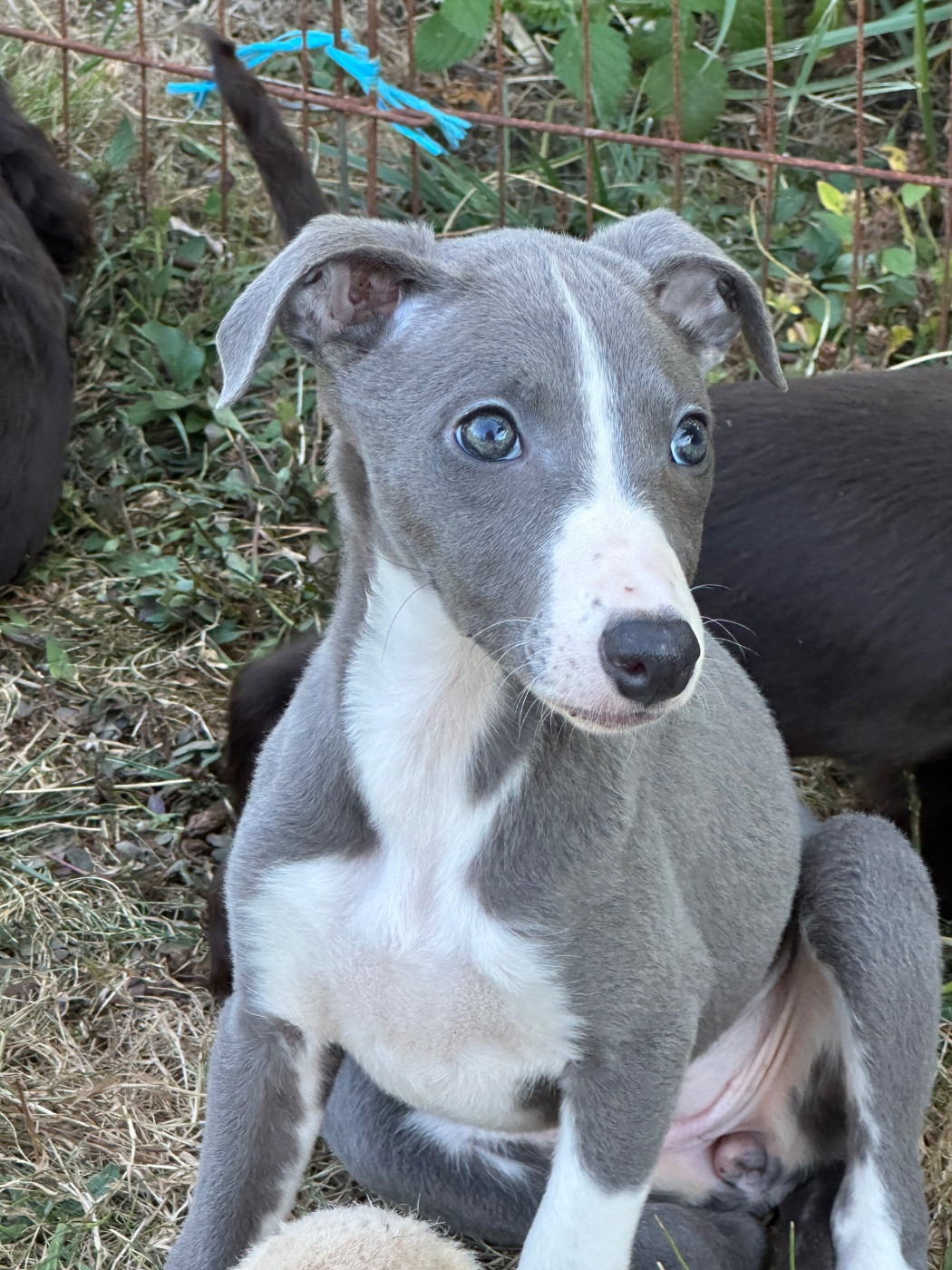 de l'Empereur Sirius - Chiots disponibles - Whippet