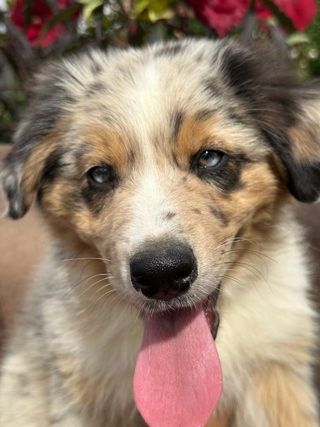 de l'Empereur Sirius - Chiots disponibles - Berger Australien