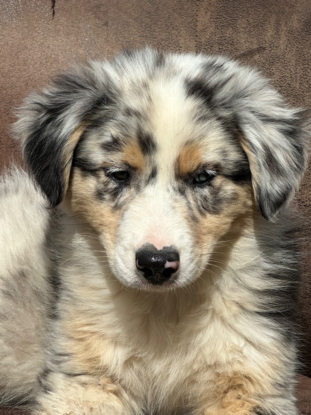 de l'Empereur Sirius - Chiots disponibles - Berger Australien