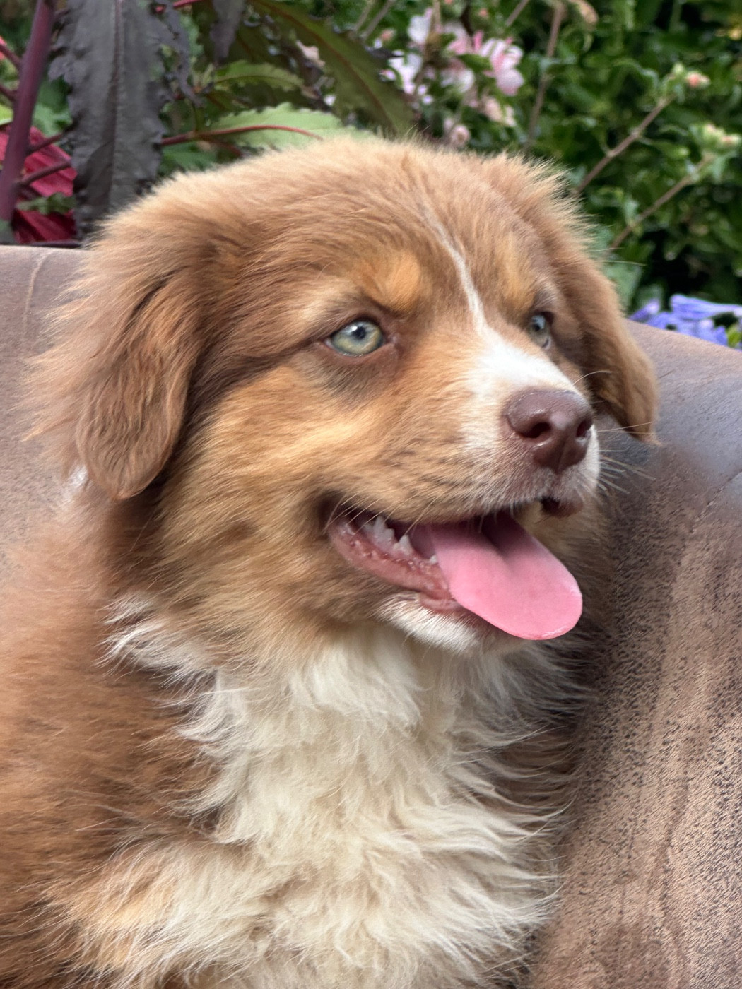 de l'Empereur Sirius - Chiots disponibles - Berger Australien