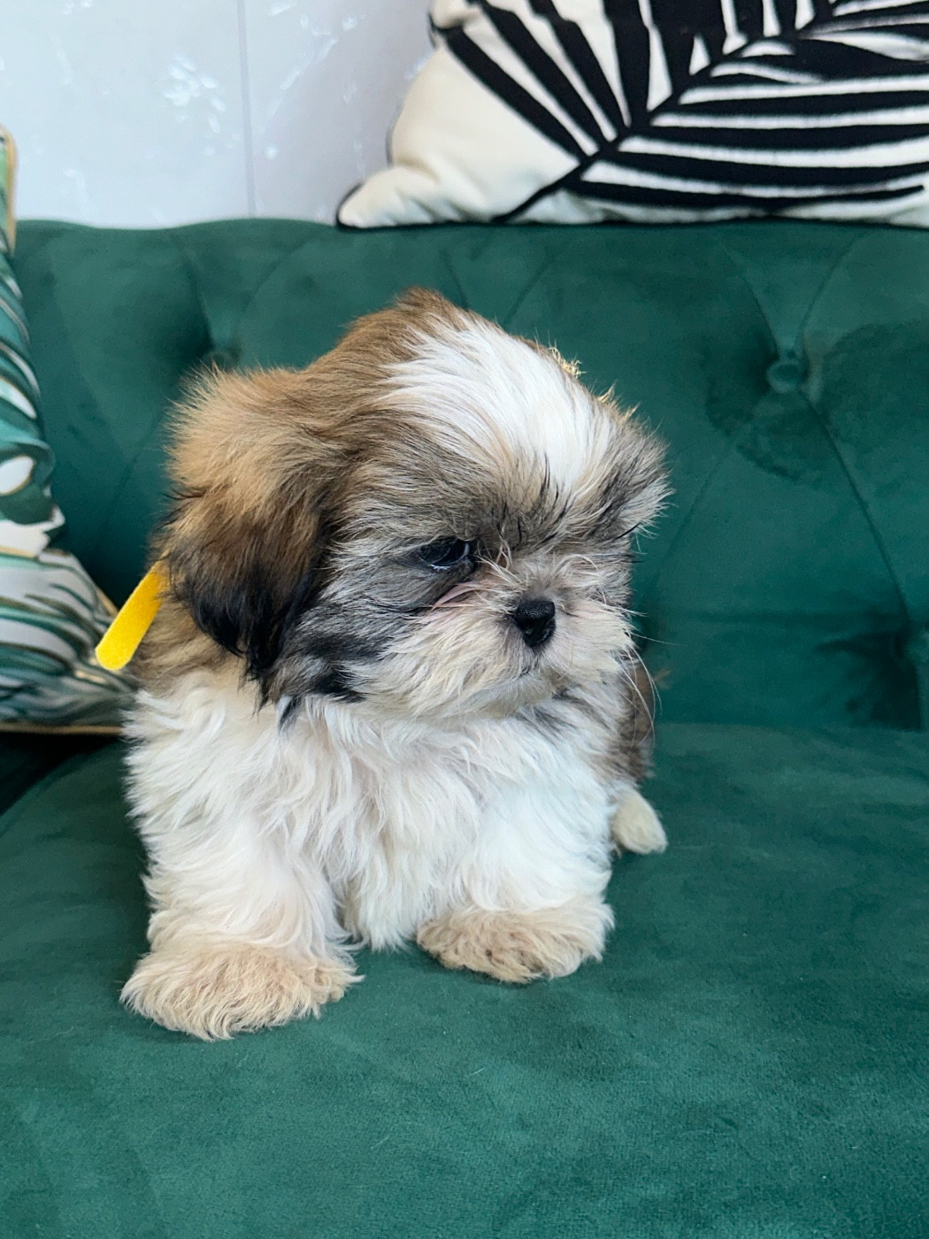 de l'Empereur Sirius - Chiots disponibles - Shih Tzu