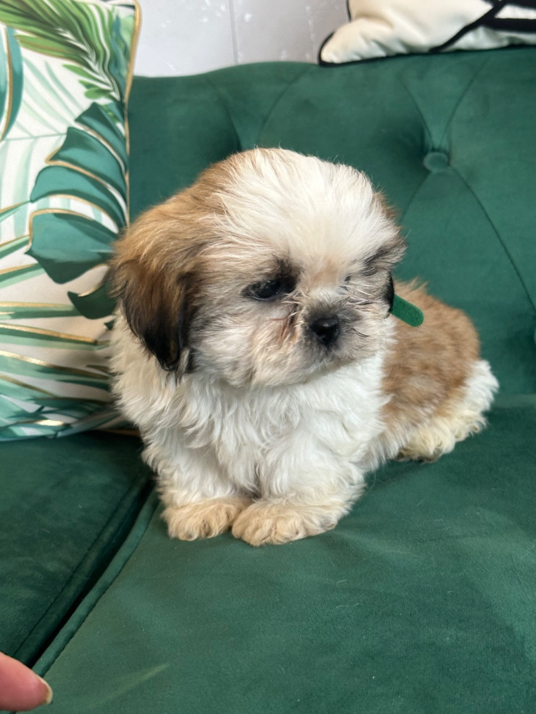 de l'Empereur Sirius - Chiots disponibles - Shih Tzu