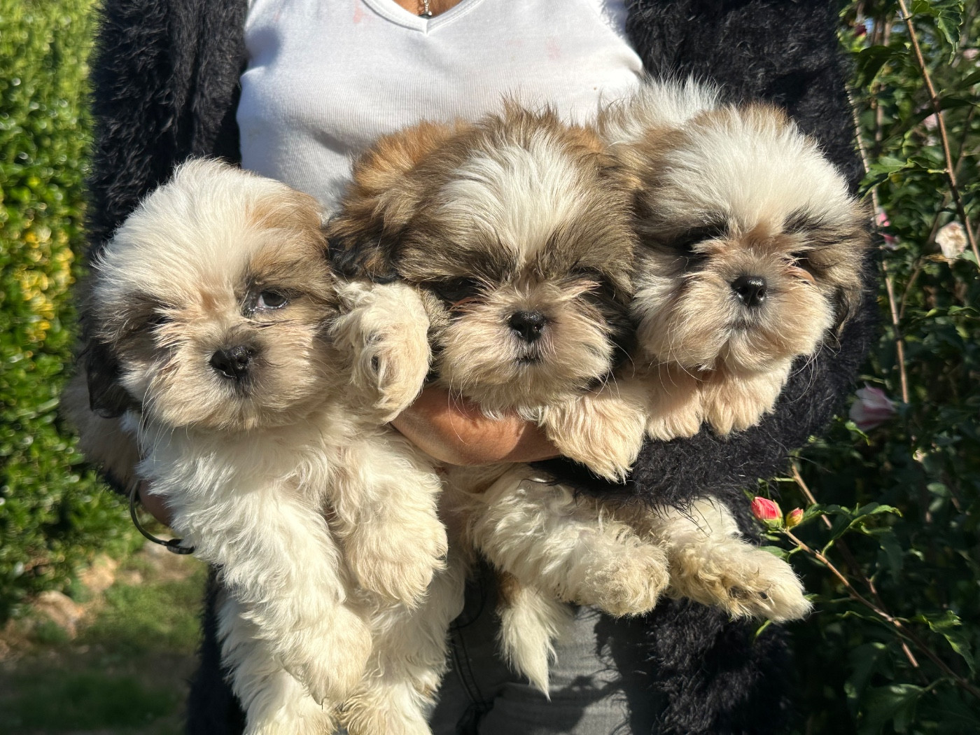 Chiot Shih Tzu de l'Empereur Sirius
