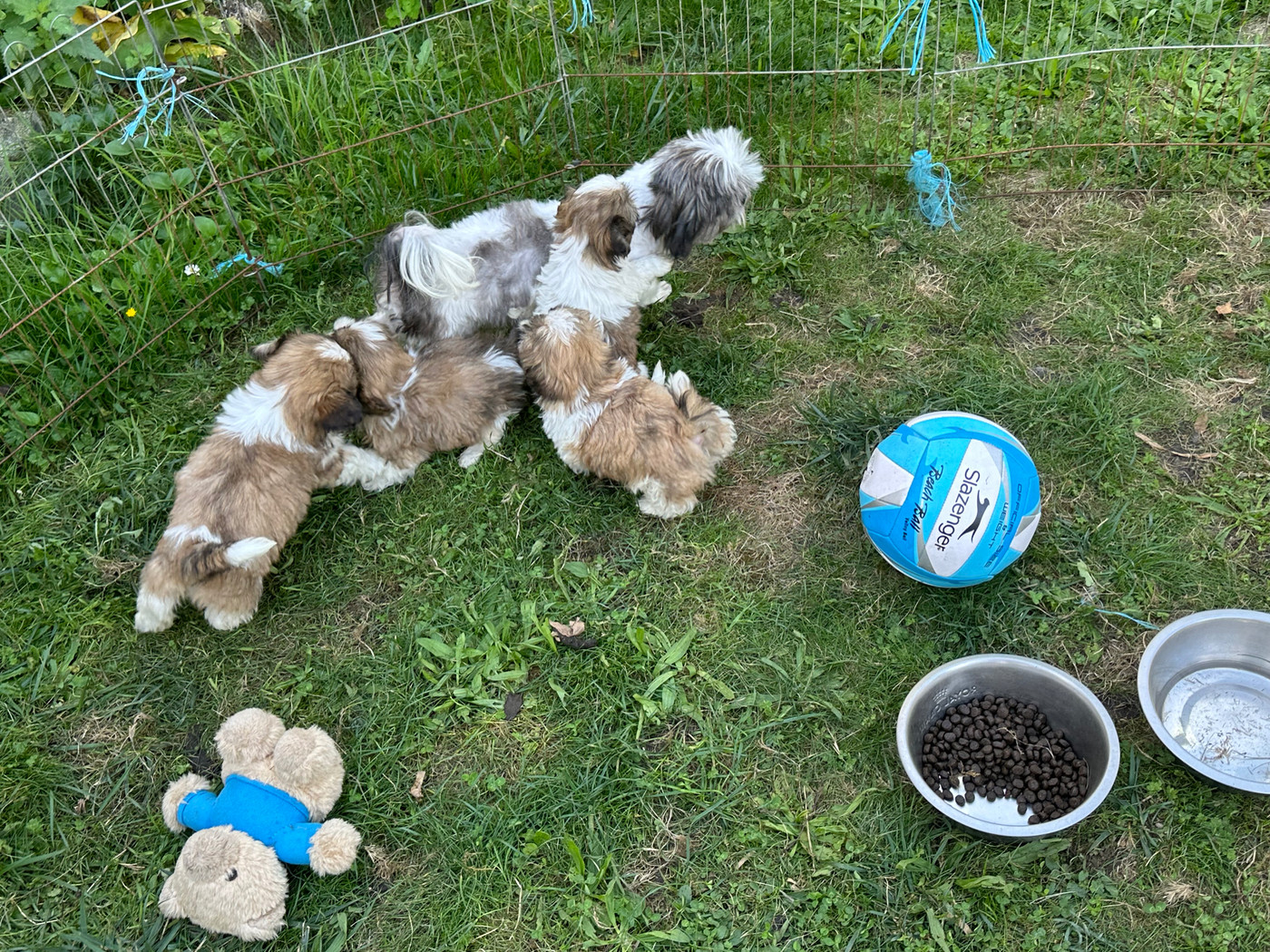 Chiot Shih Tzu de l'Empereur Sirius