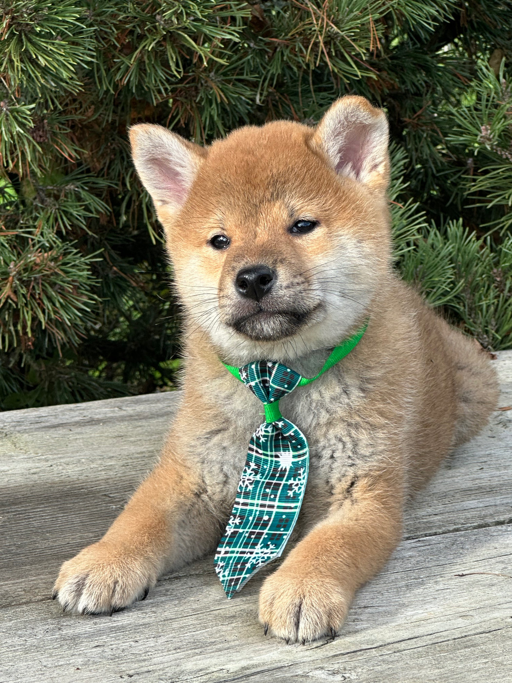 de l'Empereur Sirius - Chiots disponibles - Shiba