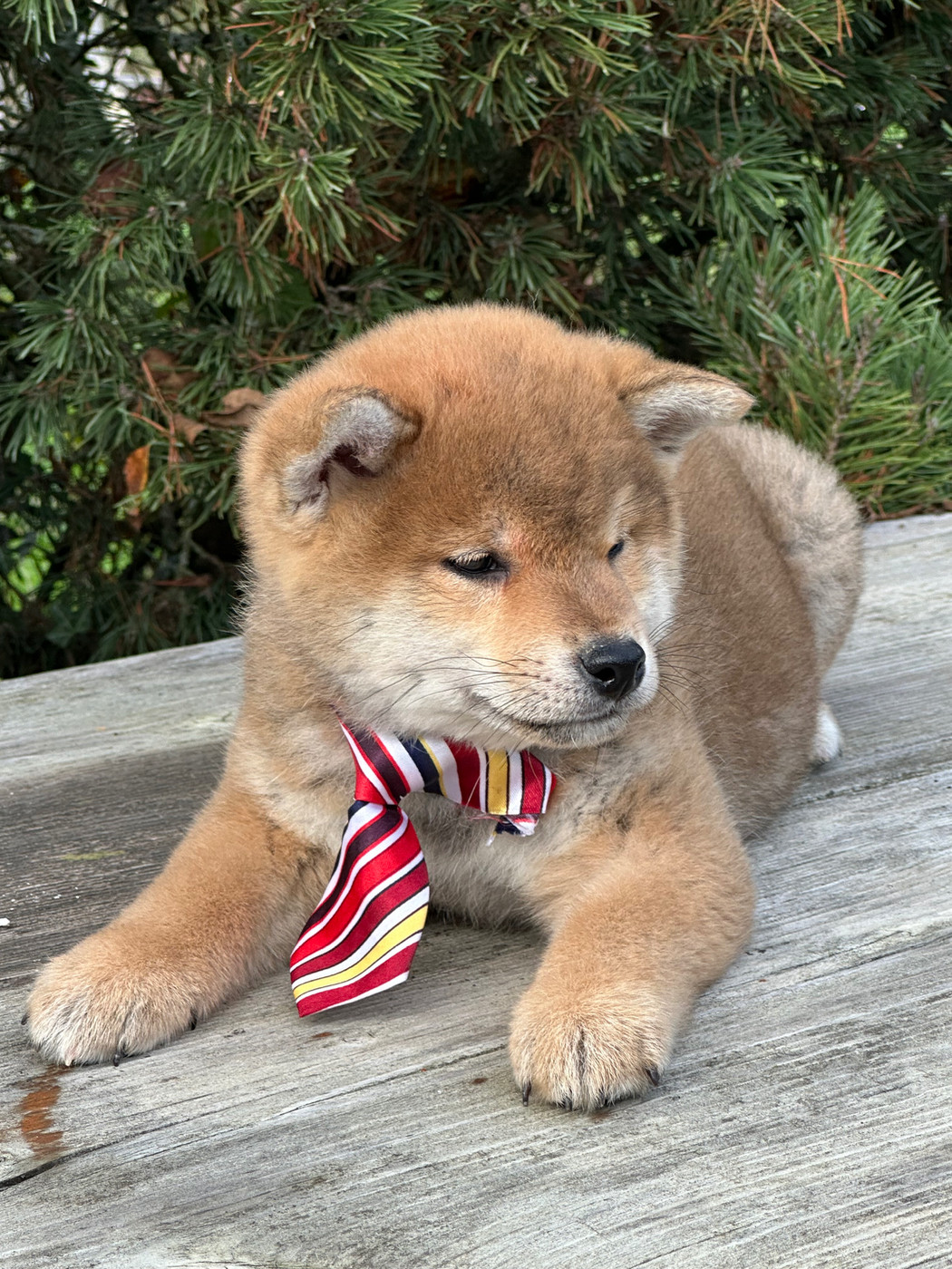 de l'Empereur Sirius - Chiots disponibles - Shiba