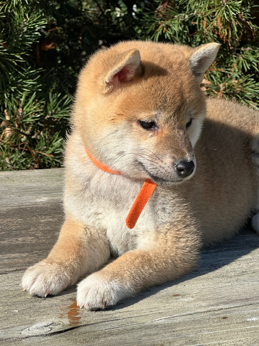 de l'Empereur Sirius - Chiots disponibles - Shiba