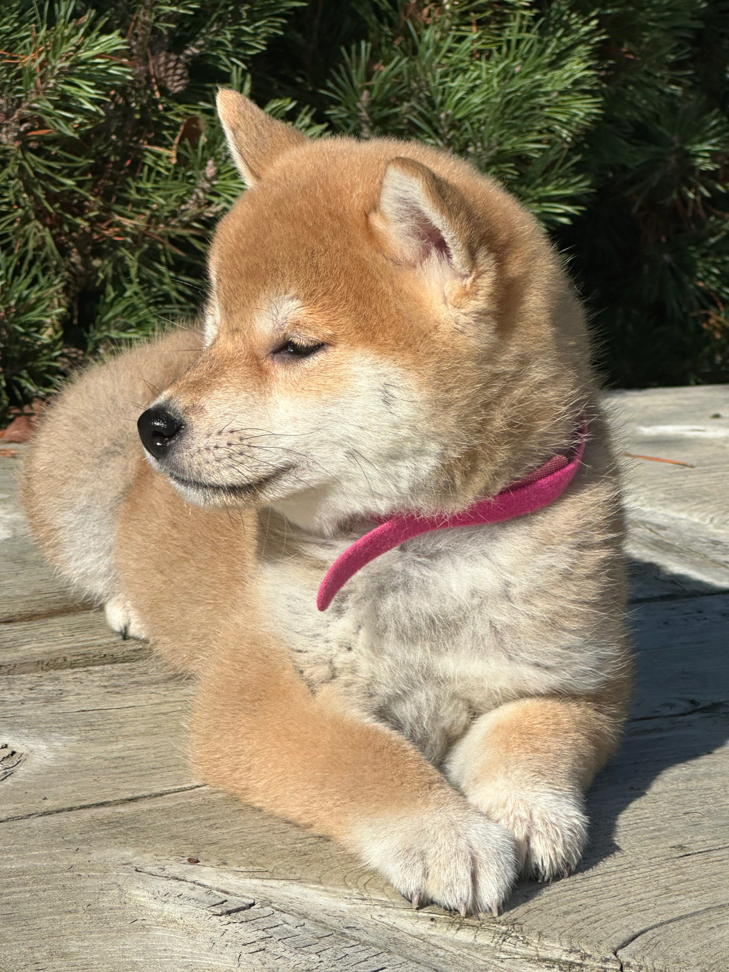 de l'Empereur Sirius - Chiots disponibles - Shiba