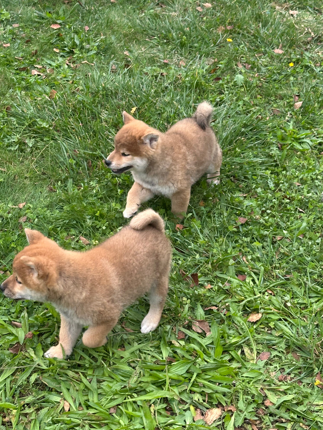 Chiot Shiba de l'Empereur Sirius