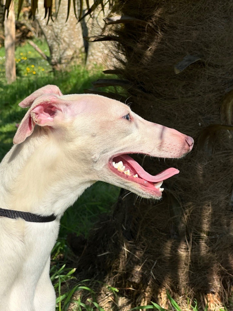 de l'Empereur Sirius - Chiots disponibles - Whippet