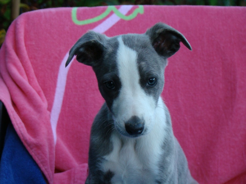 de l'Empereur Sirius - Whippet - Portée née le 01/08/2012