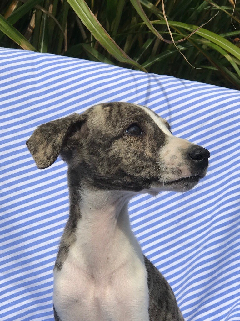 de l'Empereur Sirius - Whippet - Portée née le 06/07/2019
