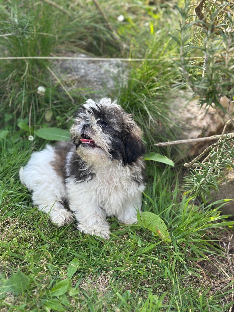 de l'Empereur Sirius - Chiots disponibles - Shih Tzu