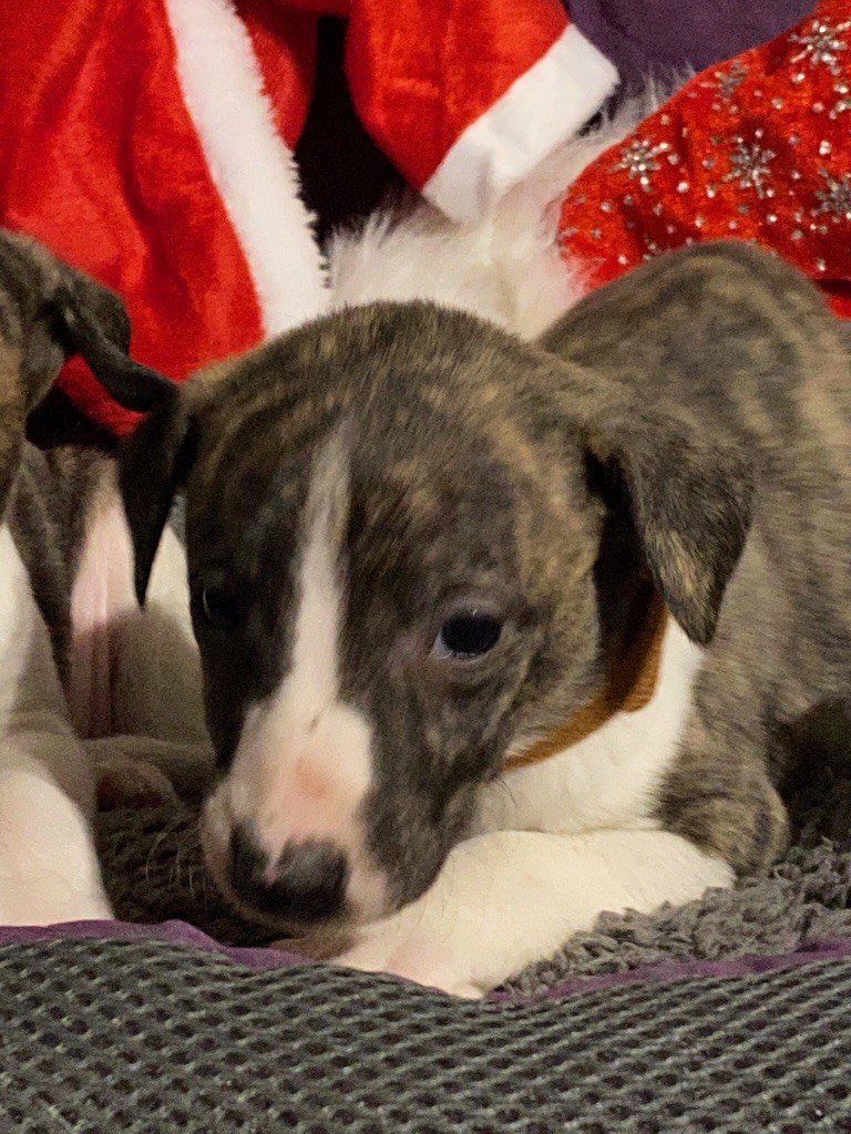 de l'Empereur Sirius - Whippet - Portée née le 26/11/2020