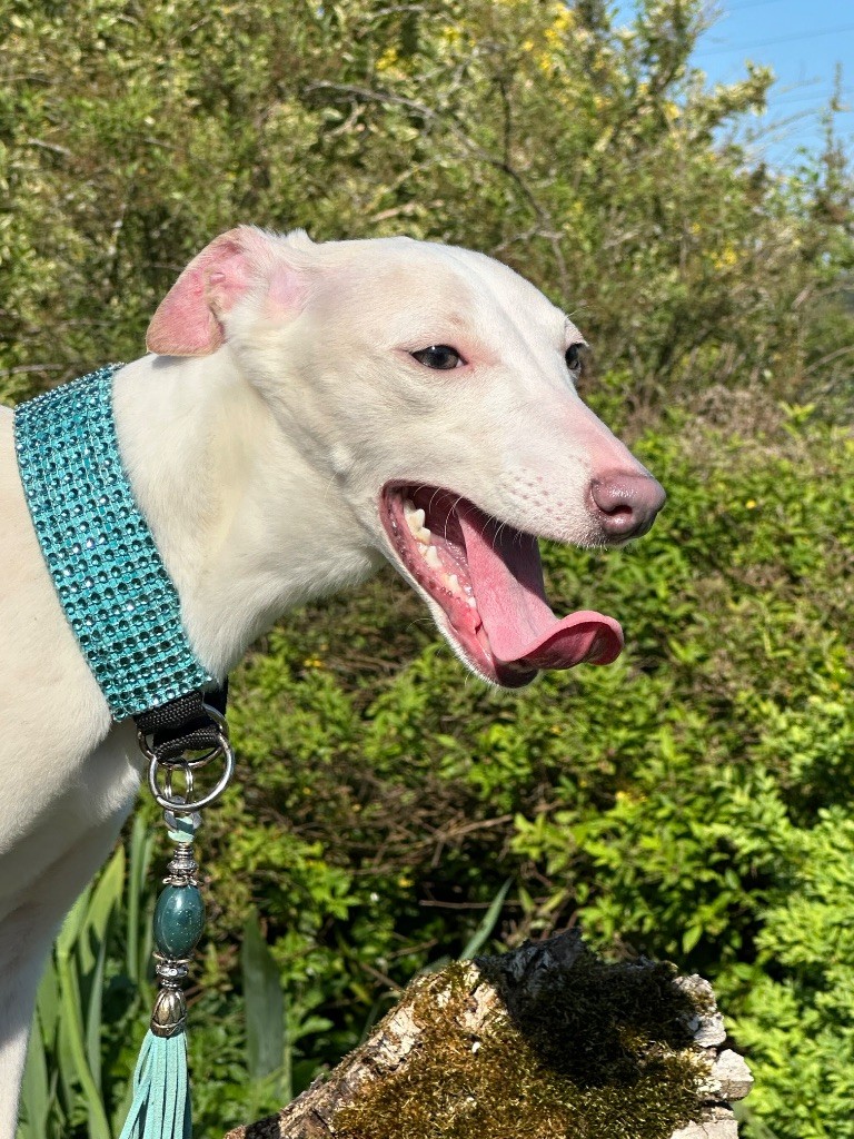 de l'Empereur Sirius - Chiots disponibles - Whippet