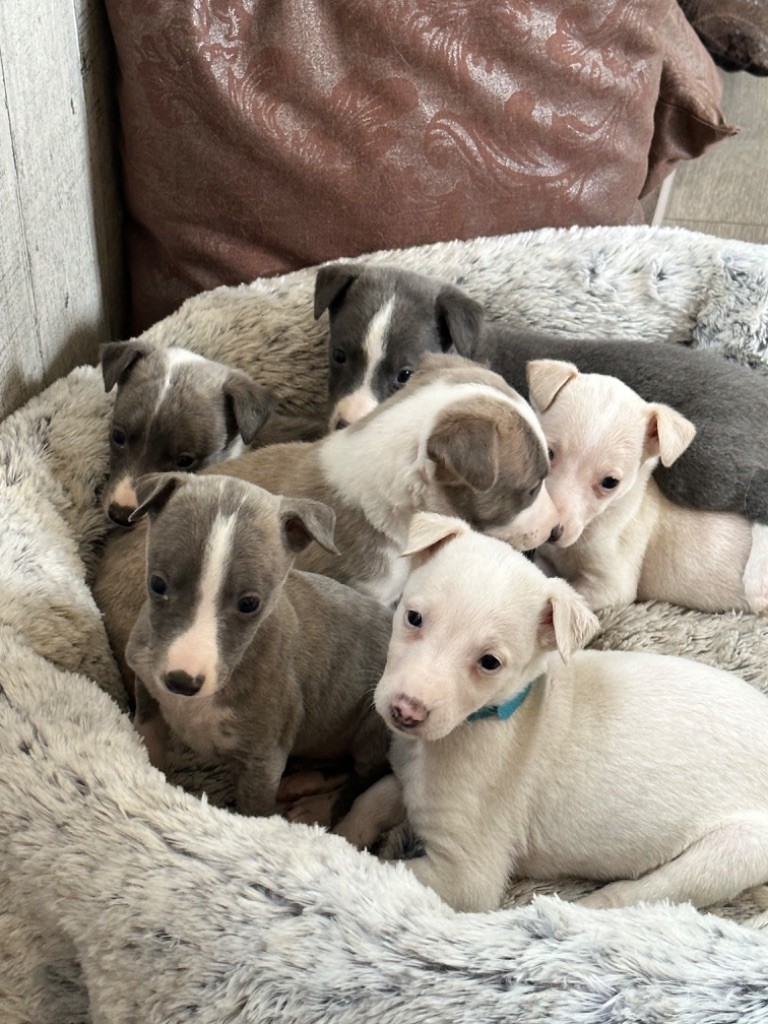de l'Empereur Sirius - Whippet - Portée née le 11/03/2023