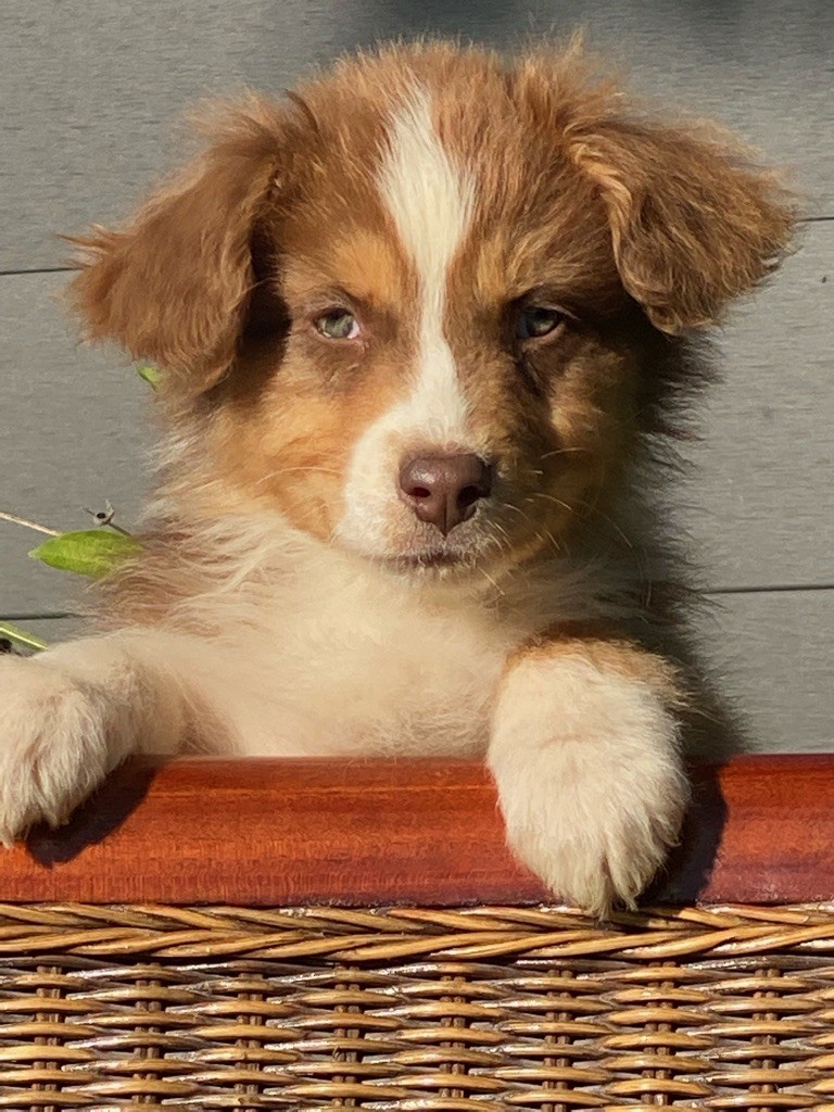 de l'Empereur Sirius - Berger Australien - Portée née le 10/08/2021