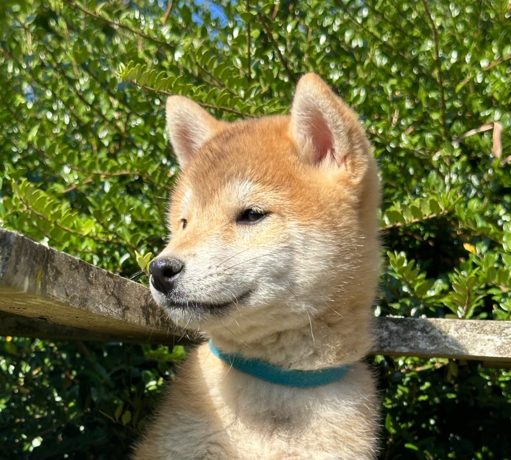 de l'Empereur Sirius - Chiots disponibles - Shiba