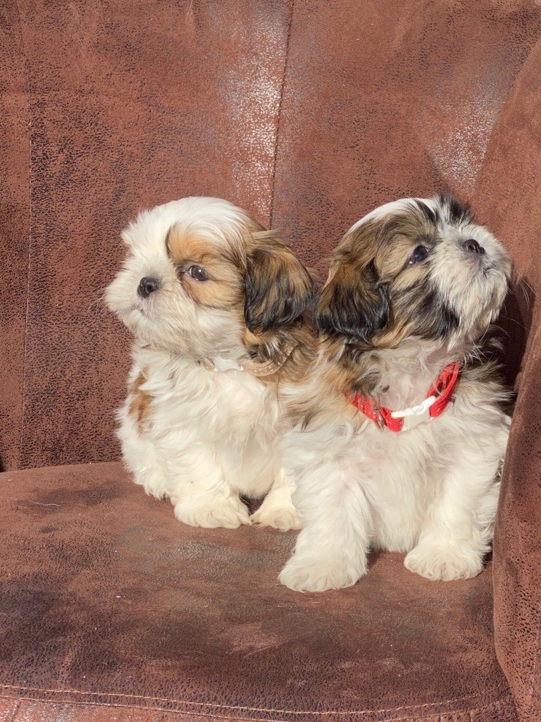 Chiot Shih Tzu de l'Empereur Sirius