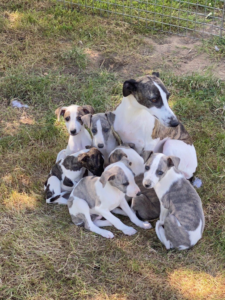 de l'Empereur Sirius - Whippet - Portée née le 10/06/2020