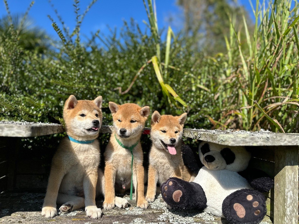 Chiot Shiba de l'Empereur Sirius
