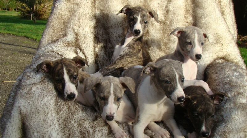 de l'Empereur Sirius - Whippet - Portée née le 04/11/2016