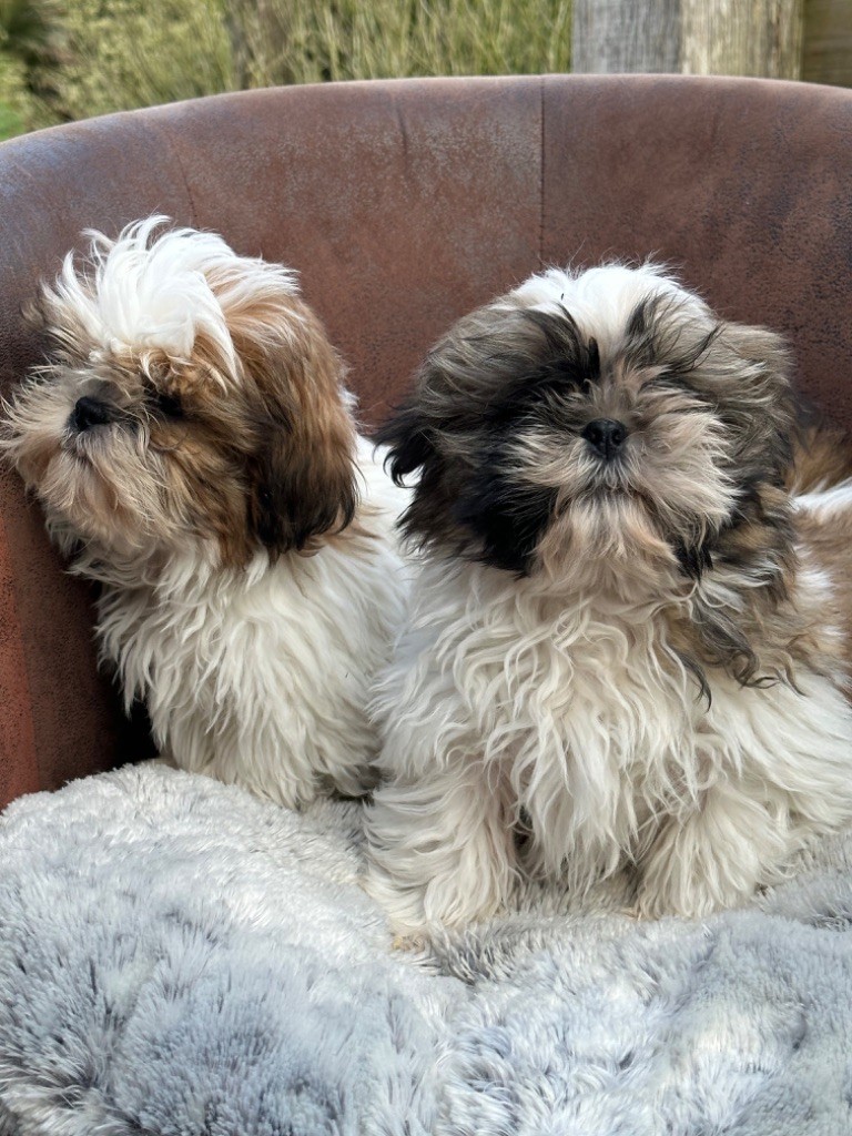 de l'Empereur Sirius - Shih Tzu - Portée née le 27/12/2022