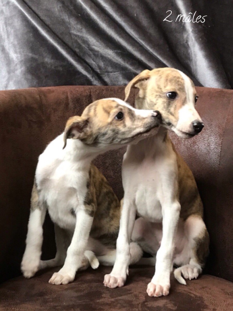 de l'Empereur Sirius - Whippet - Portée née le 28/08/2019